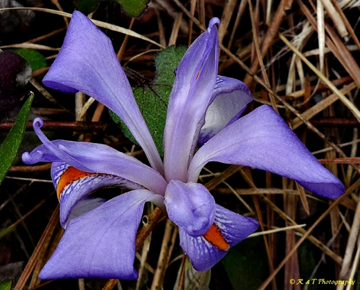 {Iris verna var. smalliana}